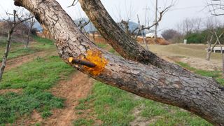 나수일님의 감 · 자유게시판 작성글 사진