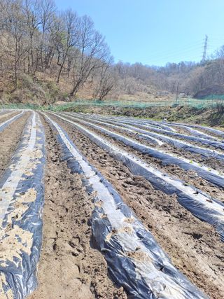 청주현도농부님의 양배추 · 영농일지 작성글 사진