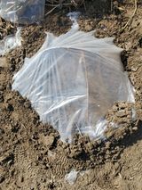 팜모닝 호박·영농일지 게시글 이미지