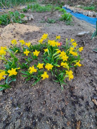 꽃사랑님의 자유주제 · 자유게시판 작성글 사진