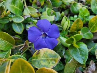 꽃사랑님의 자유주제 · 자유게시판 작성글 사진