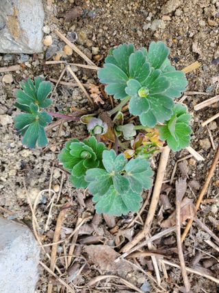 꽃사랑님의 자유주제 · 자유게시판 작성글 사진