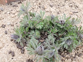 꽃사랑님의 자유주제 · 자유게시판 작성글 사진