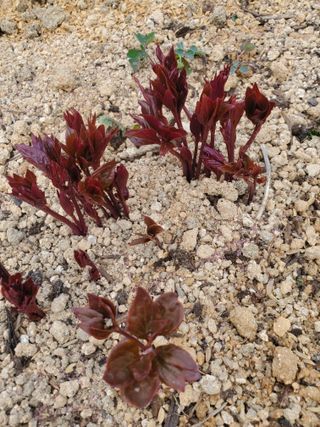 꽃사랑님의 자유주제 · 자유게시판 작성글 사진