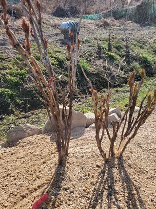 꽃사랑님의 자유주제 · 자유게시판 작성글 사진