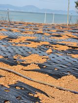 팜모닝 자유주제·자유게시판 게시글 이미지