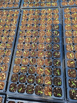 봉화. 최원식님의 고추 · 병해충상담 작성글 사진