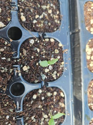 봉화. 최원식님의 고추 · 병해충상담 작성글 사진