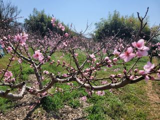 홍검사(雅號 靑庵)님의 복숭아 · 영농일지 작성글 사진