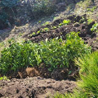 감귤해진님의 귤 · 영농일지 작성글 사진