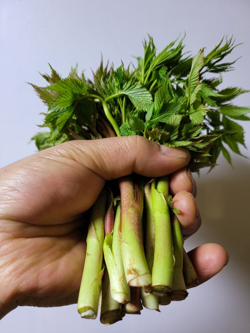 장터 상품 [눈개승마(삼나물)1kg] 썸네일