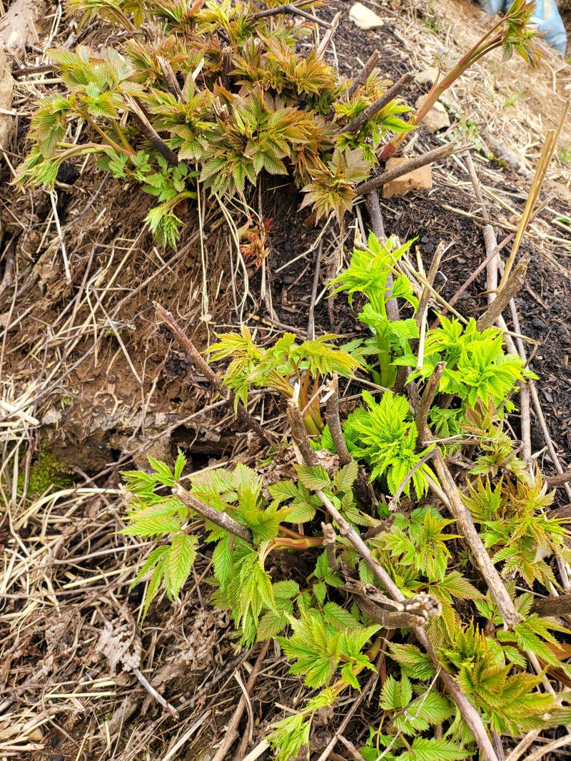 귀농 임업인님의 장터 판매 상품 [눈개승마(삼나물)1kg] 첨부 사진