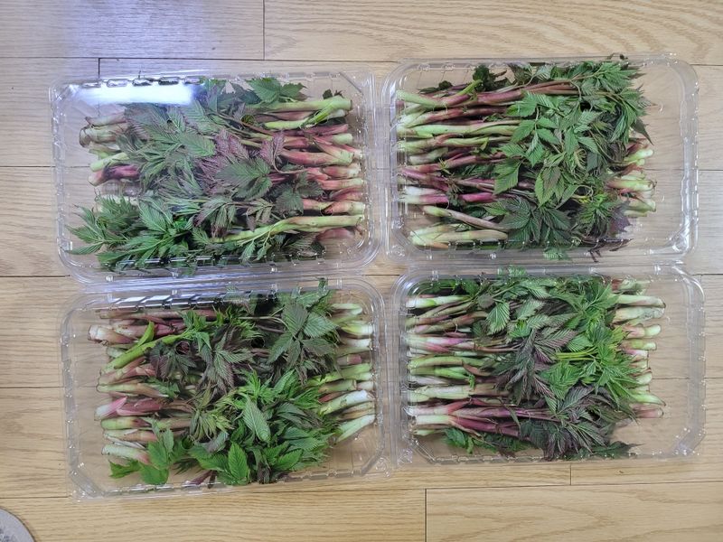 귀농 임업인님의 장터 판매 상품 [눈개승마(삼나물)1kg] 첨부 사진