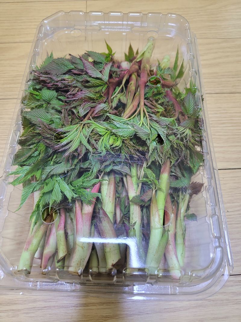 귀농 임업인님의 장터 판매 상품 [눈개승마(삼나물)1kg] 첨부 사진