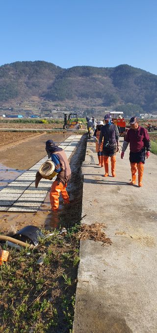 명황성님의 벼 · 자유게시판 작성글 사진