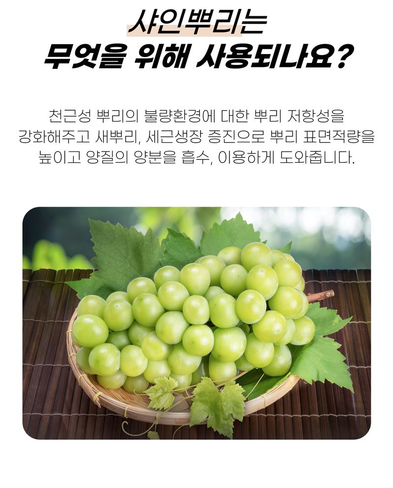 농사엔 공식님의 장터 판매 상품 [[농사엔] 샤인뿌리 500ml] 첨부 사진