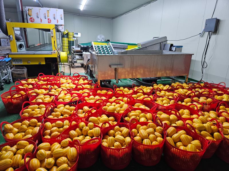 장터 상품 [이쁜이로열과3키로] 썸네일