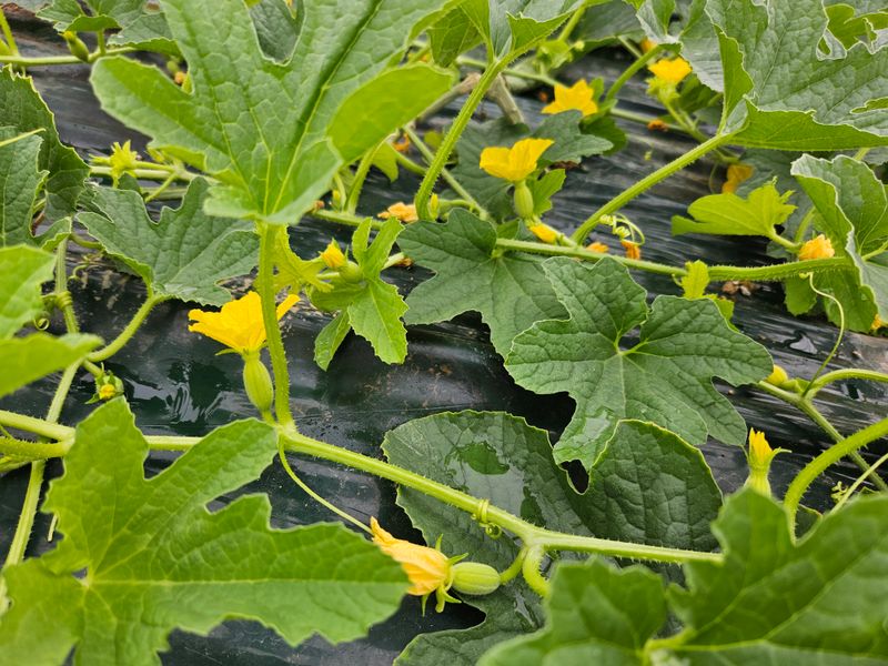 경북.성주.이은혜.님의 장터 판매 상품 [이쁜이로열과3키로] 첨부 사진