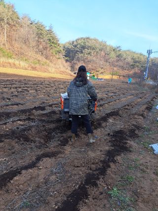 박수정님의 고추 · 영농일지 작성글 사진