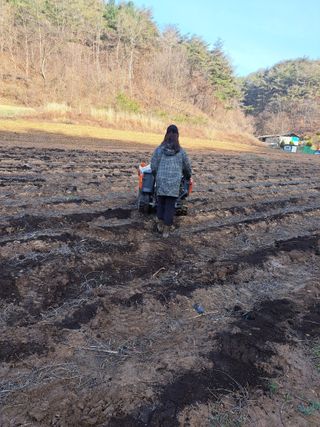 박수정님의 고추 · 영농일지 작성글 사진