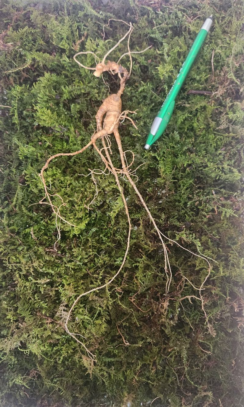 장터 상품 [3년근 삭대삼30개49000] 썸네일