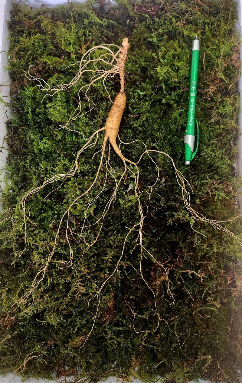 김미정님의 장터 판매 상품 [3년근 삭대삼30개49000] 첨부 사진