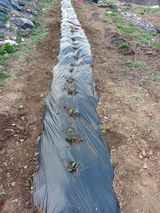 팜모닝 4월 농사계획 공유해요·참여글 게시글 이미지