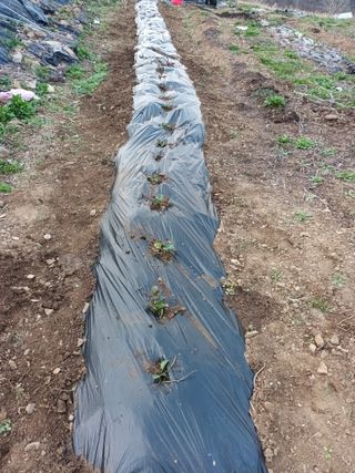 실로암농원님의 4월 농사계획 공유해요 · 참여글 작성글 사진