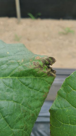 송종만님의 기타작물 · 병해충상담 작성글 사진