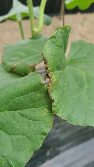 송종만님의 기타작물 · 병해충상담 작성글 사진