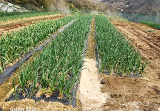 이윤마을 농민님의 마늘 · 영농일지 작성글 사진