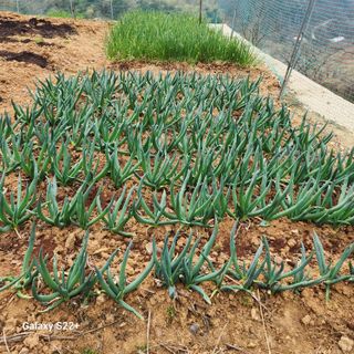 이윤마을 농민님의 마늘 · 영농일지 작성글 사진
