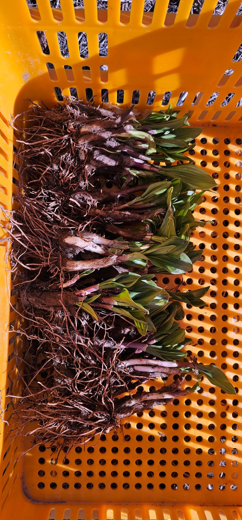 장터 상품 [명이나물 종근  판매] 썸네일