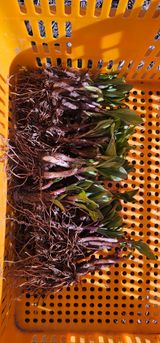 팜모닝 · 게시글 이미지