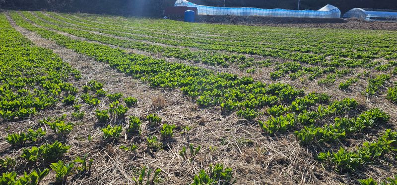 김동현님의 장터 판매 상품 [명이나물 종근  판매] 첨부 사진