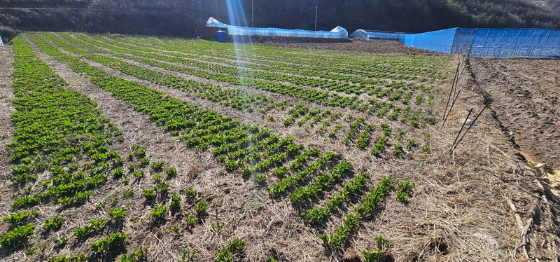 김동현님의 장터 판매 상품 [명이나물 종근  판매] 첨부 사진
