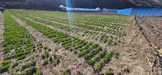 김동현님의 작성글 사진