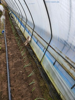 갑돌이님의 파 · 자유게시판 작성글 사진