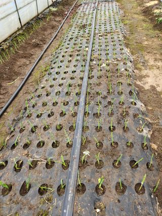 갑돌이님의 파 · 자유게시판 작성글 사진