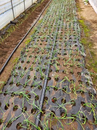 갑돌이님의 파 · 자유게시판 작성글 사진