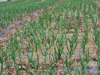 송채현님의 마늘 · 영농일지 작성글 사진