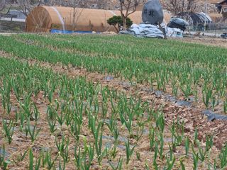 송채현님의 마늘 · 영농일지 작성글 사진