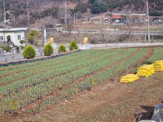 송채현님의 마늘 · 영농일지 작성글 사진