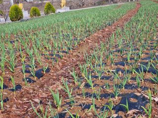 송채현님의 마늘 · 영농일지 작성글 사진