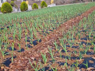 송채현님의 마늘 · 영농일지 작성글 사진