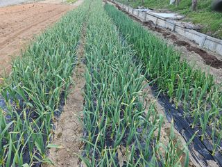 박종언님의 4월 농사계획 공유해요 · 참여글 작성글 사진