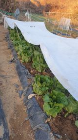 팜모닝 4월 농사계획 공유해요·참여글 게시글 이미지