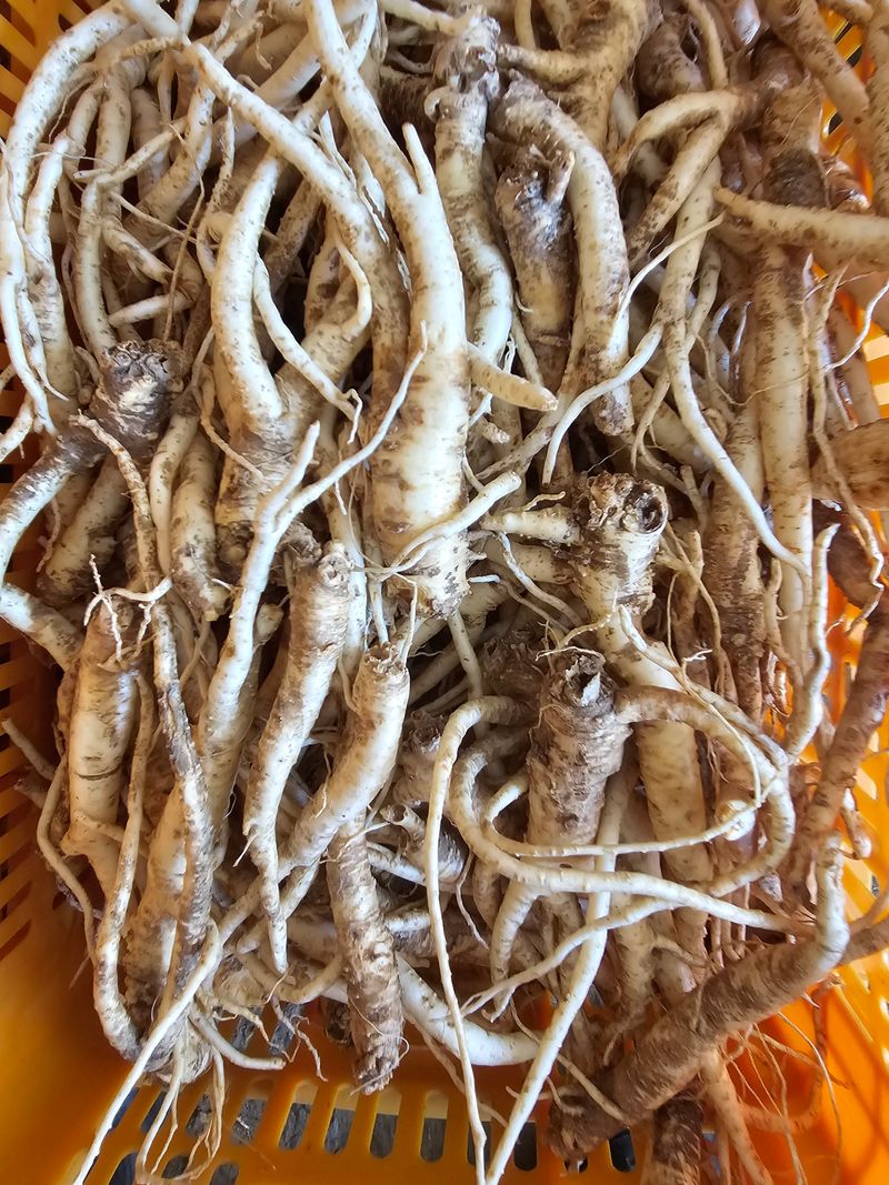 배추5999님의 장터 판매 상품 [생도라지 1키로12000원] 첨부 사진