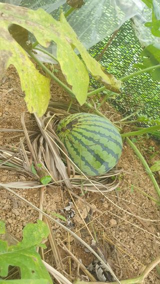 조한우님의 4월 농사계획 공유해요 · 참여글 작성글 사진