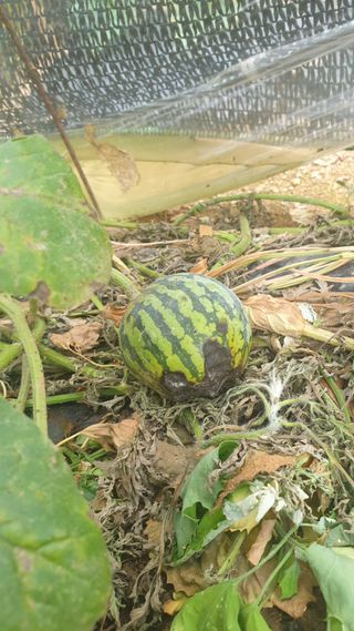 조한우님의 4월 농사계획 공유해요 · 참여글 작성글 사진